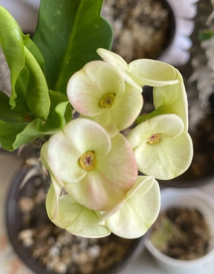 Euphorbia Milii Corona De Cristo Rooted Cutting - Image 3 of 4