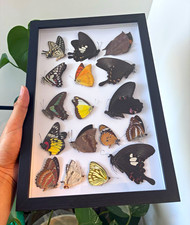echte Schmetterlings-Sammlung &ndash; Pr&auml;parate im Bilderrahmen Entomologie Deko