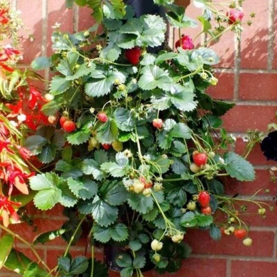 GRAINES DE FRAISE GRIMPANTE, 50 GRAINES SÉLECTIONNÉES + CADEAU