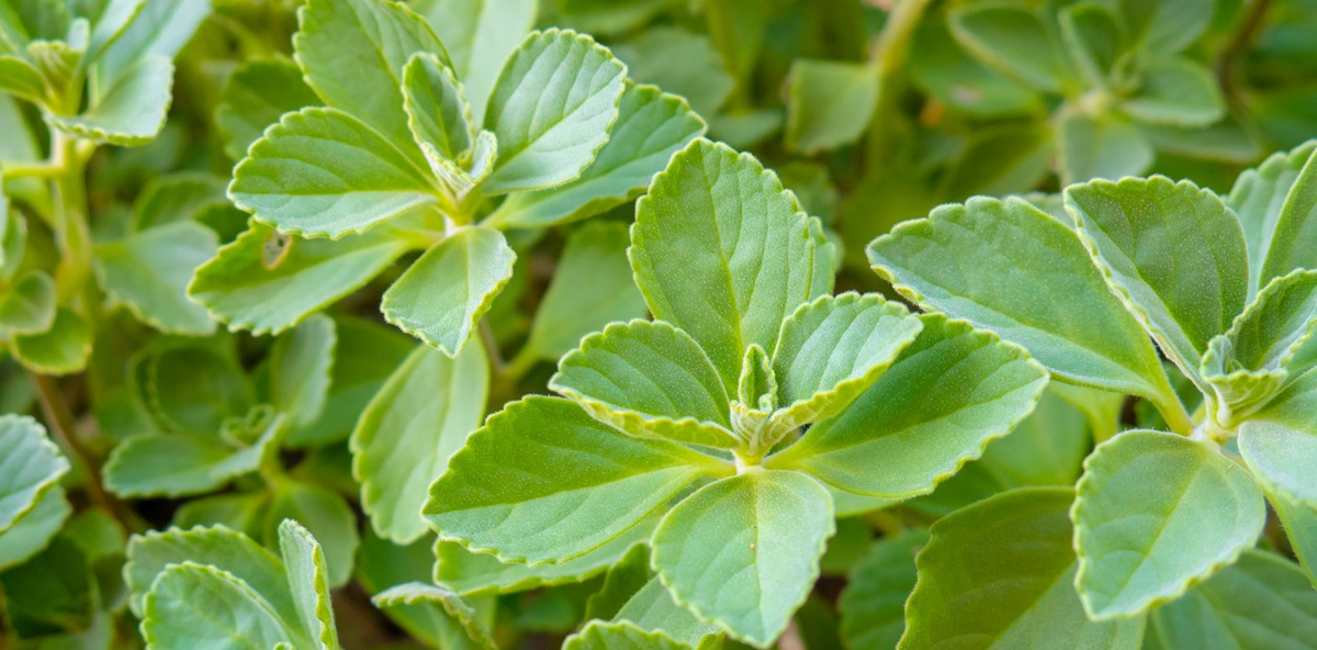 10 Leaves Cuban Organic Boldo LEAF Meprobamato Medicinal Plant | eBay