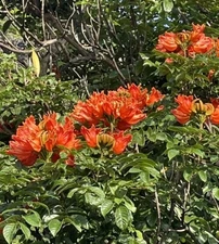 25 HAWAII African Tulip Tree Seeds Spathodea Flame Forest Volcanic Starter