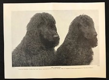 1934 Dog Print / Bookplate - IRISH WATER SPANIELS, "Breifny Gem" & "Gloria"