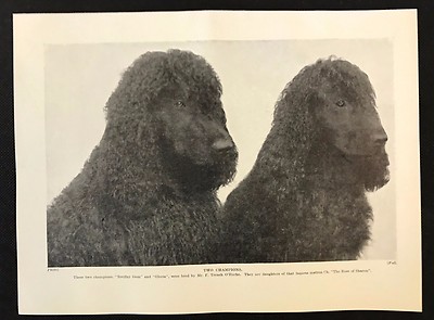 1934 Dog Print / Bookplate - IRISH WATER SPANIELS, 
