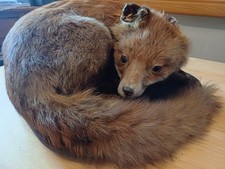 Vintage Taxidermy Red Fox, Full Mount, Classic Sleeping Position, Free Postage