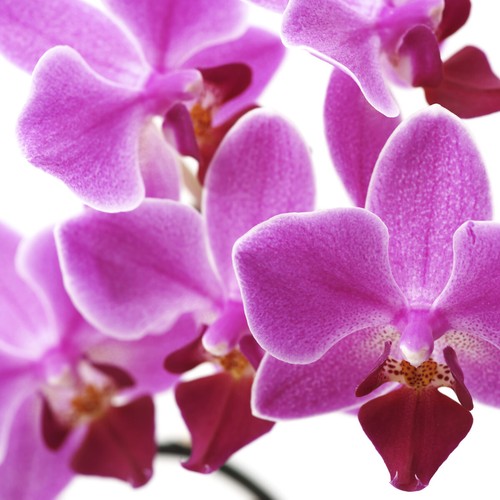 Foto-Paravent Paravent Raumteiler Trennwand H68 180x120cm, Orchidee - Bild 6 von 6