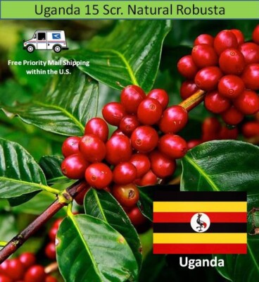 Green Unroasted Coffee Beans Uganda Robusta Clean 15 scr. , 5 lbs.