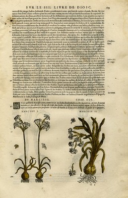 Antique Print-Botany-Daffodil-Mattioli-p. 653-Anonymous-1572