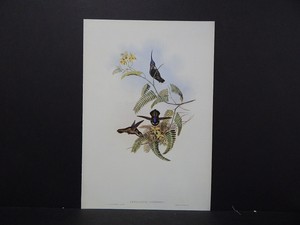 reproduction gould sided hummingbirds double john