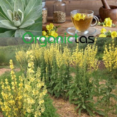 FOGLIE INTERE ESSICCATE Al Mango - Foglie Di Erbe Naturali 100% Tè BIO... EUR 24,04 - PicClick IT - Foto 8