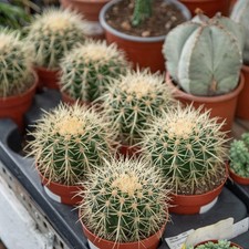 Echinocactus grusonii – 10 Semi, Cuscino della Suocera, Forma Sferica Dorata, Ic