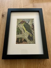 Eric Fitch Daglish - Framed & Glazed - Green Woodpecker - Dated 1948