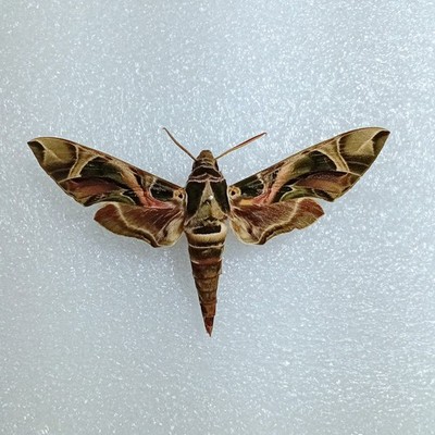 Oleander Hawk-Moth, Daphnis nerii, Set Wings Spread, A-, Data, Moth, Taxidermy