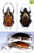 Cetonidae : Theodosia maindoroni maindoroni Pair A1