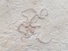 unpräp. Stufe mit Schlangensternen - Ophiopetra lithographica - Malm - Hienheim