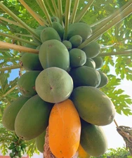 50 Papaya Seeds – Tropical Fruit Tree for Juicy Yellow-Orange Harvest at Home