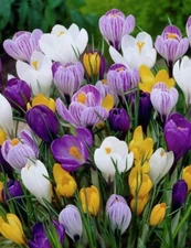 Crocus Species Mix Perennial Bulb Mix Purple White Yellow