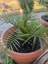 Phoenix Canariensis (Pineapple Palm Tree) ,Canary Date Palm tree