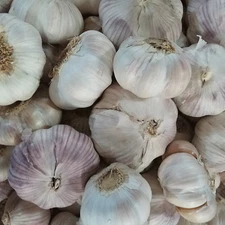 Garlic Bulbs, Purple Early Italian Whole Garlic Bulbs,for eating and/or planting