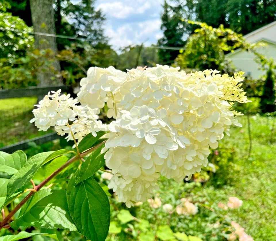 5+ 2 free unrooted cuttings of stunning Vanilla Strawberry Hydrangea bush tree# - Image 2 of 4