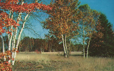 Fall Foliage Greetings from Scenic Hudson New York Chrome Vintage Post Card