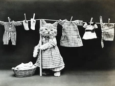 Hanging Up The Wash - Cat Kitten Laundry - 1914 - Photo Poster