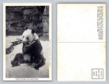 St Louis, MO-Missouri, Zoo Giant Panda Eating Bamboo Vintage Postcard