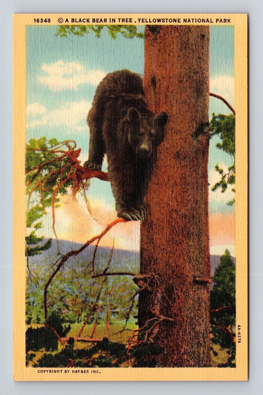 Yellowstone National Park, Black Bear In Tree, Antique, Vintage Postcard