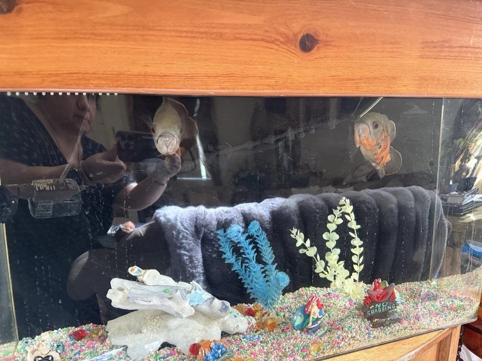 Fish Tanks With Fishes For Sale. All Heavy Plastic Not Glass. - Image 4 of 4