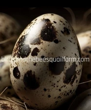 1 Dozen Jumbo Coturnix Quail Hatching Eggs Plus Extras ..NPIP / AI CLEAN ……..