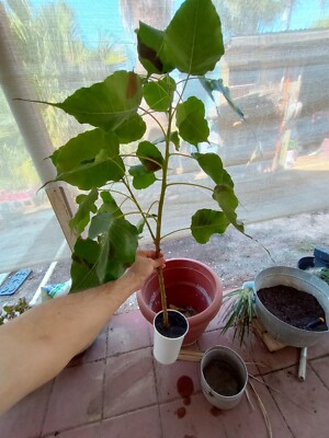 Bodhi Tree, Ficus religiosa, Peepal Tree In Pot Sunburn Damage To Leaves