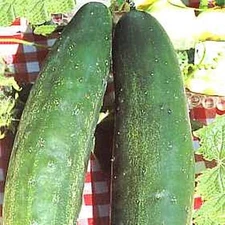 Cucumber Burpless #26 Vegetable Seeds