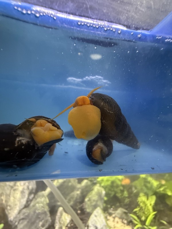 VERYRare Live Orange Foot Rabbit Snail Unique Freshwater Aquarium CleanUp Crew