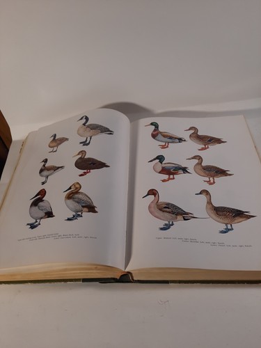 The New Hunters Encyclopedia editor Raymond R. Camp, 1966, 3rd Edition - Imagen 5 de 14