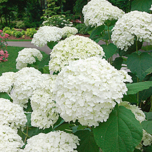 White Hydrangea Flower Bonsai Seeds Easy To Plant Gardening Flower Seed 20 Pcs 600178391520 Ebay