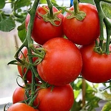 42 Day - Fastest Tomato in the World to Ripen! - +25 Seeds - Buy any 3, 20% off!
