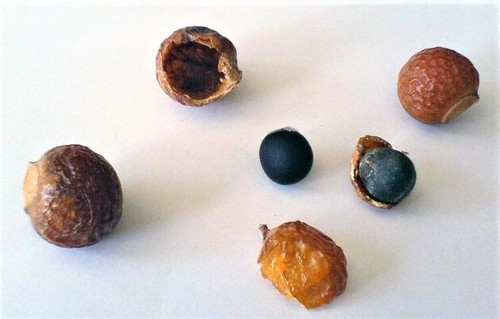 Sapindus Mukorossi 5 Seeds, Big Soap Nut Tree Soapberry Washnut - Picture 5 of 6