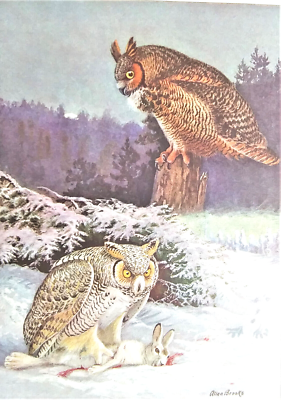 Vintage Horned Owl Illustration Cute Funny Owl Canvas Wall Art