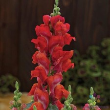 1000+ Candy Tops Orange Snapdragon Seeds for Garden - USA - FREE SHIPPING!