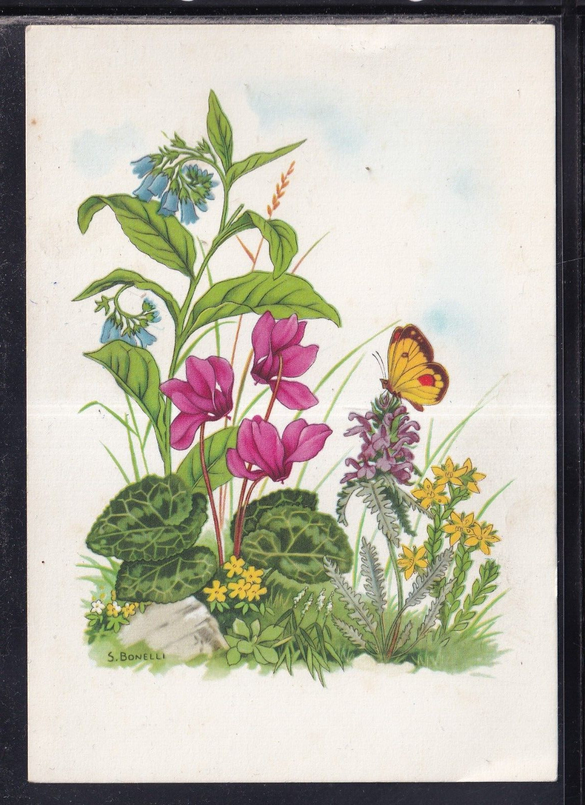 Cartolina Fiori Farfalla illustratore Bonelli KC135