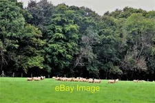 Photo 6x4 Sheep in field by Bodiam Wood at Northlands Manor Sandhurst Cro c2021