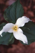 35 MM Color Slides Pro Photo Nature Flower White Trillium Close up 1997 #18