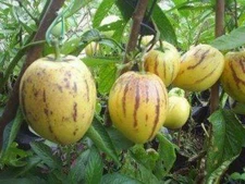 Solanum muricatum PEPINO MELON Fruit Seeds