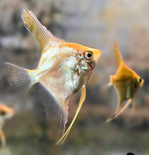 4 Pack Gold Top Angelfish Live Fish LARGE 2 Inch Body Size