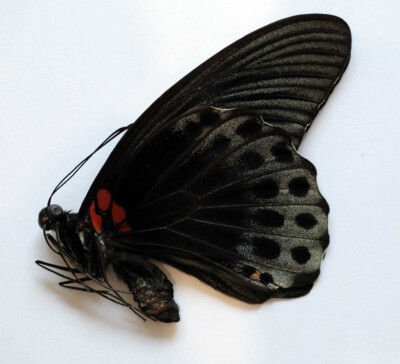 PAPILIO MEMNON MEMNON - unmounted | eBay