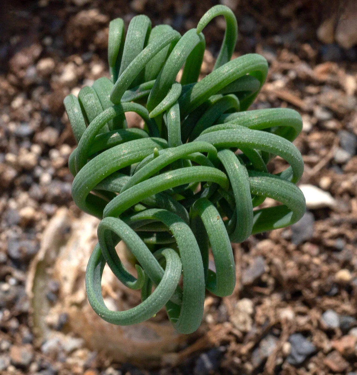 Grünpflanzen Bio Albuca Namaquensis - Stauden Winterhart