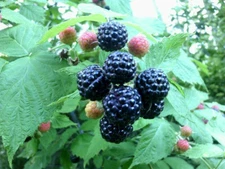 250  WILD BLACK RASPBERRY SEEDS (Rubus occidentalis) New 2025 seed