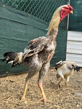 WINTER DISCOUNT 3+3 Extremely Rare BLUE Indio Gigante Hatching Eggs