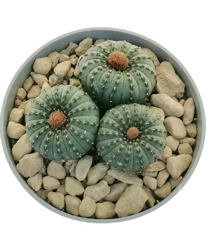 Frailea castanea Succulent l plant 05
Opens in a new window or tab