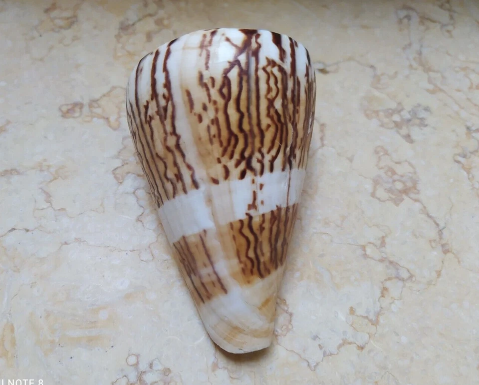 Conus vexillum sumatrensis 113.5 mm nice Pattern Nature massive shell Specimen - Image 4 of 4