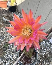 5” PINA COLADA Tall Echinopsis Hybrids Rooted Plants Cactus Succulents